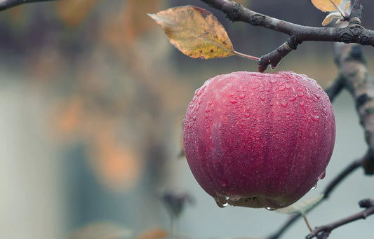 Wir feiern 50 Jahre Bio: Die Natur als Wegweiser
