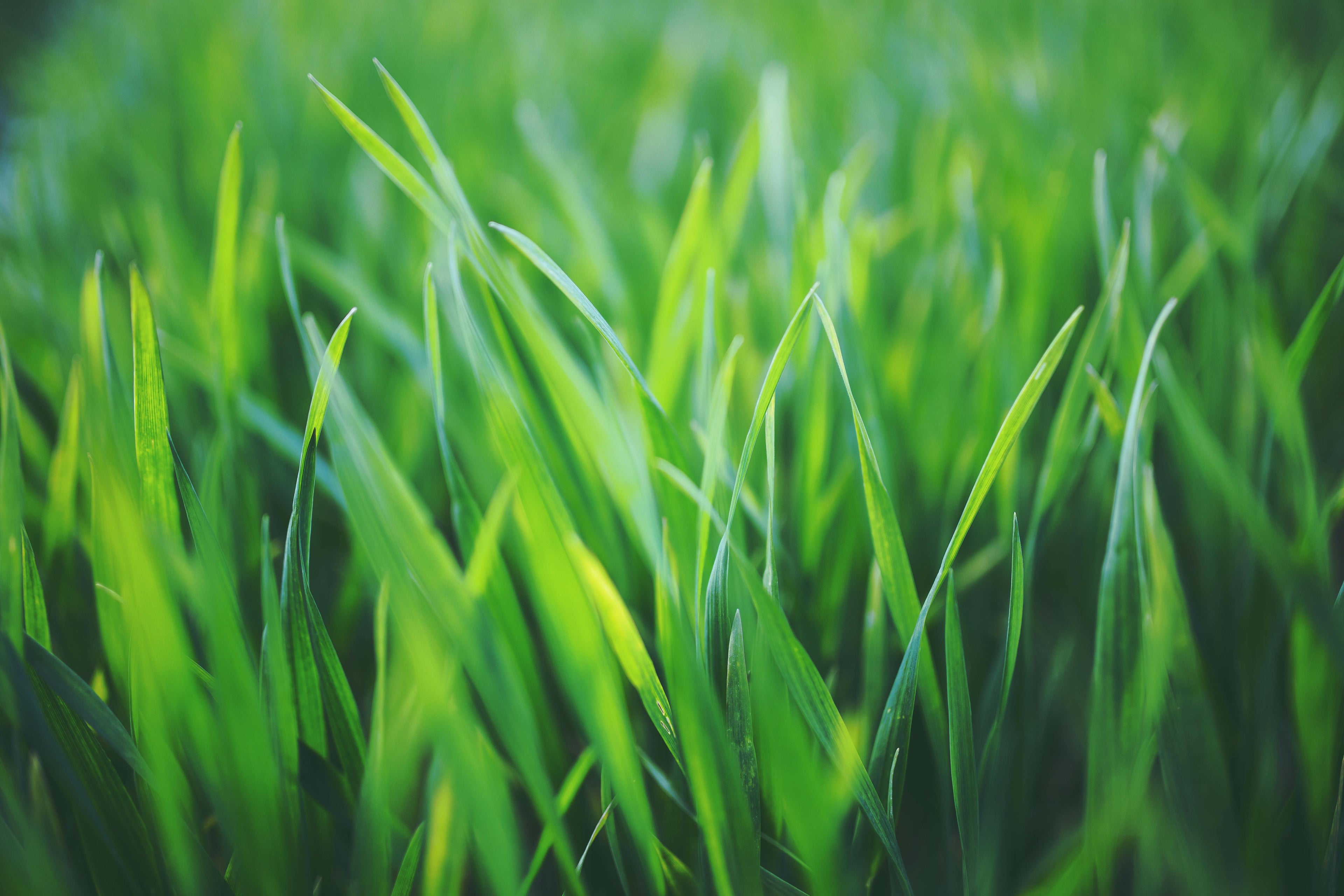 Barley Grass juice
