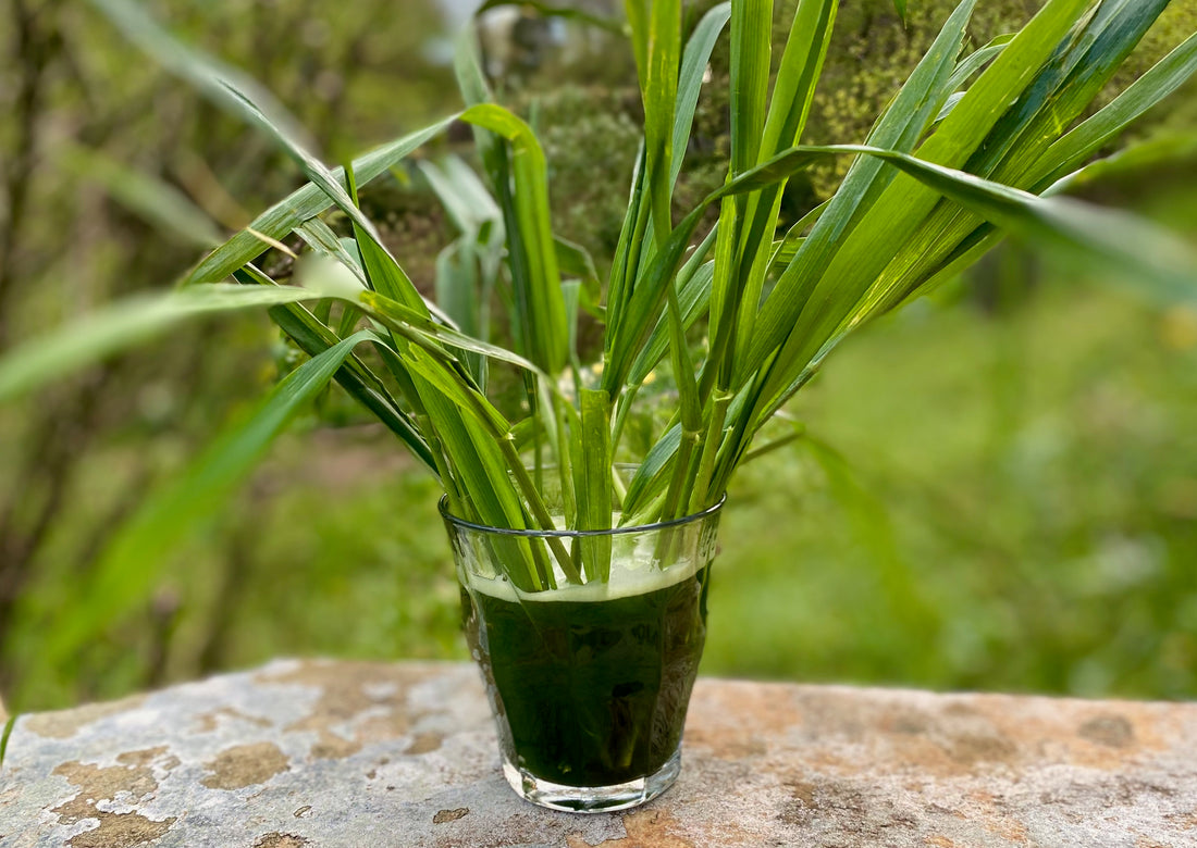 Is Wheatgrass Juice Difficult to Digest?