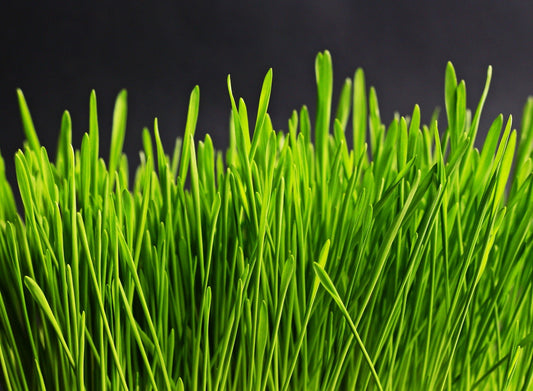 Can humans digest wheatgrass? - Britt's Superfoods