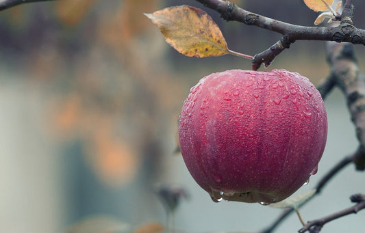 Celebrating 50 Years of Organic: A Journey Guided by Nature - Britt's Superfoods