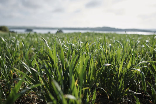 How can i make wheatgrass at home? - Britt's Superfoods