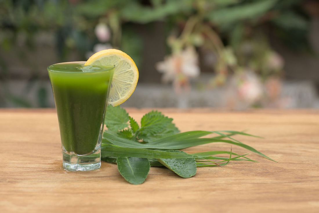 Is Barley grass juice good for bone health? - Britt's Superfoods