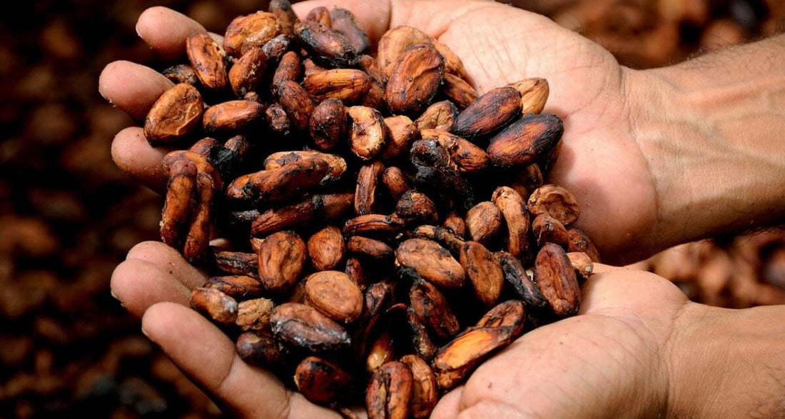 The health benefits of Cacao
