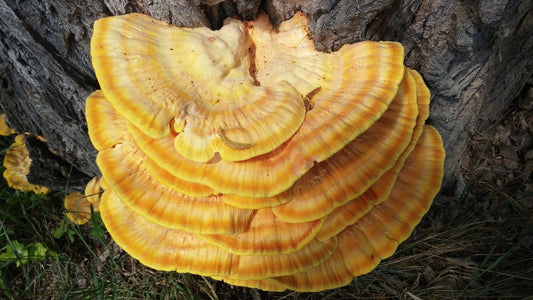 The Health Benefits of Reishi Mushrooms - Britt's Superfoods