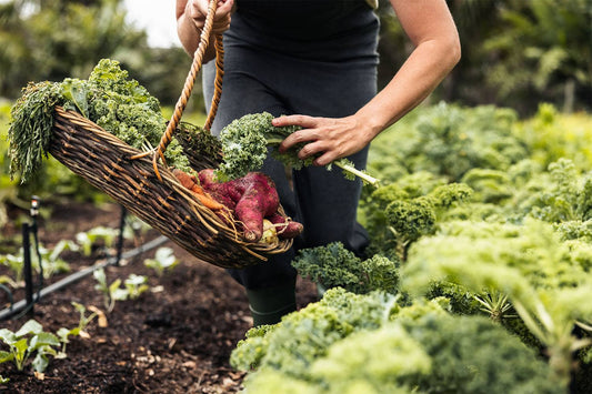 The wonderful health benefits of kale
