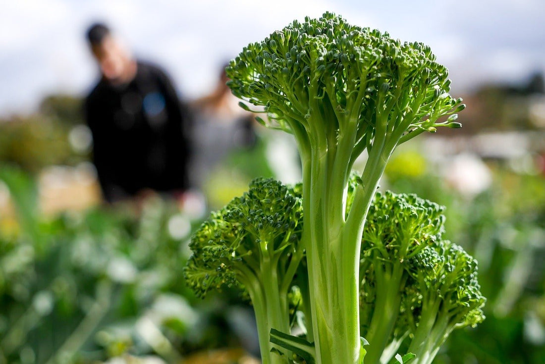 What are the health benefits of Broccoli stalks? - Britt's Superfoods