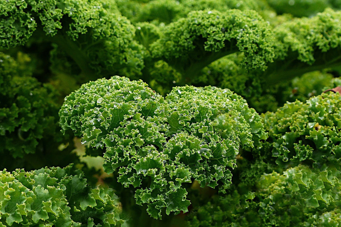 What are the main benefits of Kale? - Britt's Superfoods