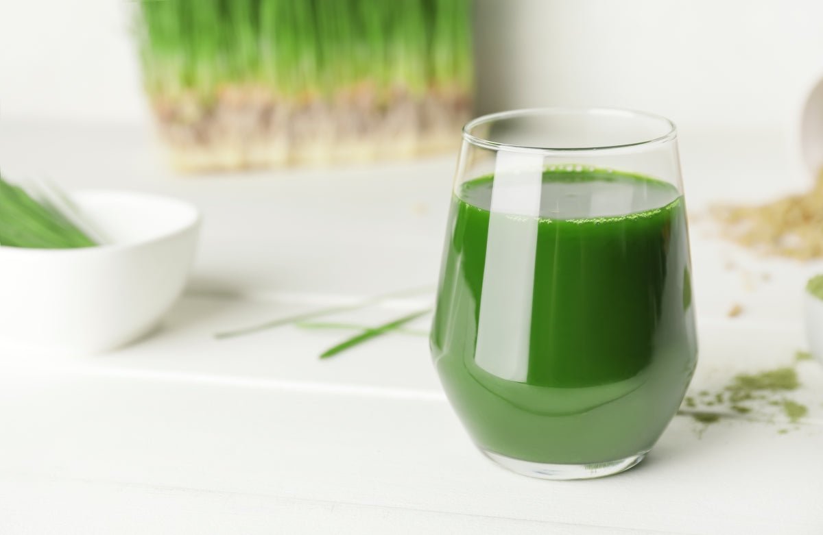 Wheatgrass vs. Wheat: Unpacking the Differences 🌾🌱 – Britt's Superfoods