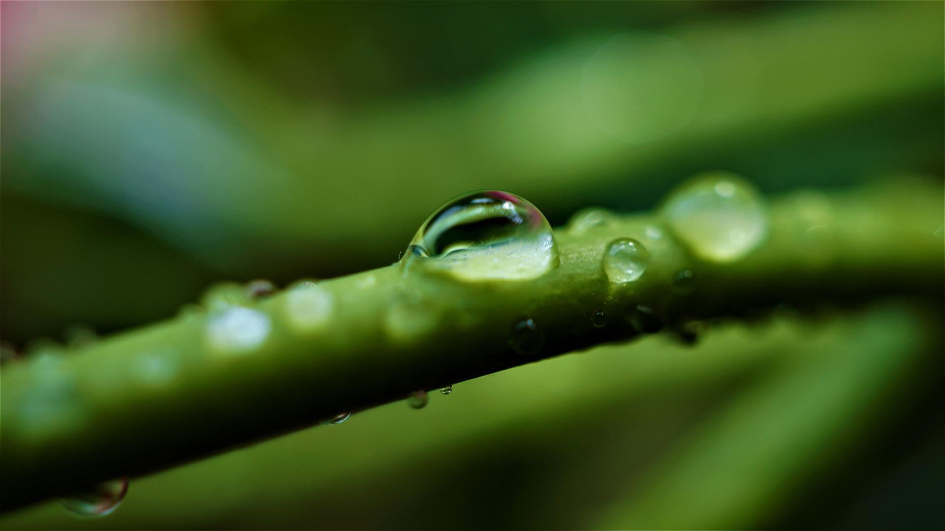 Which food has the highest level of chlorophyll?