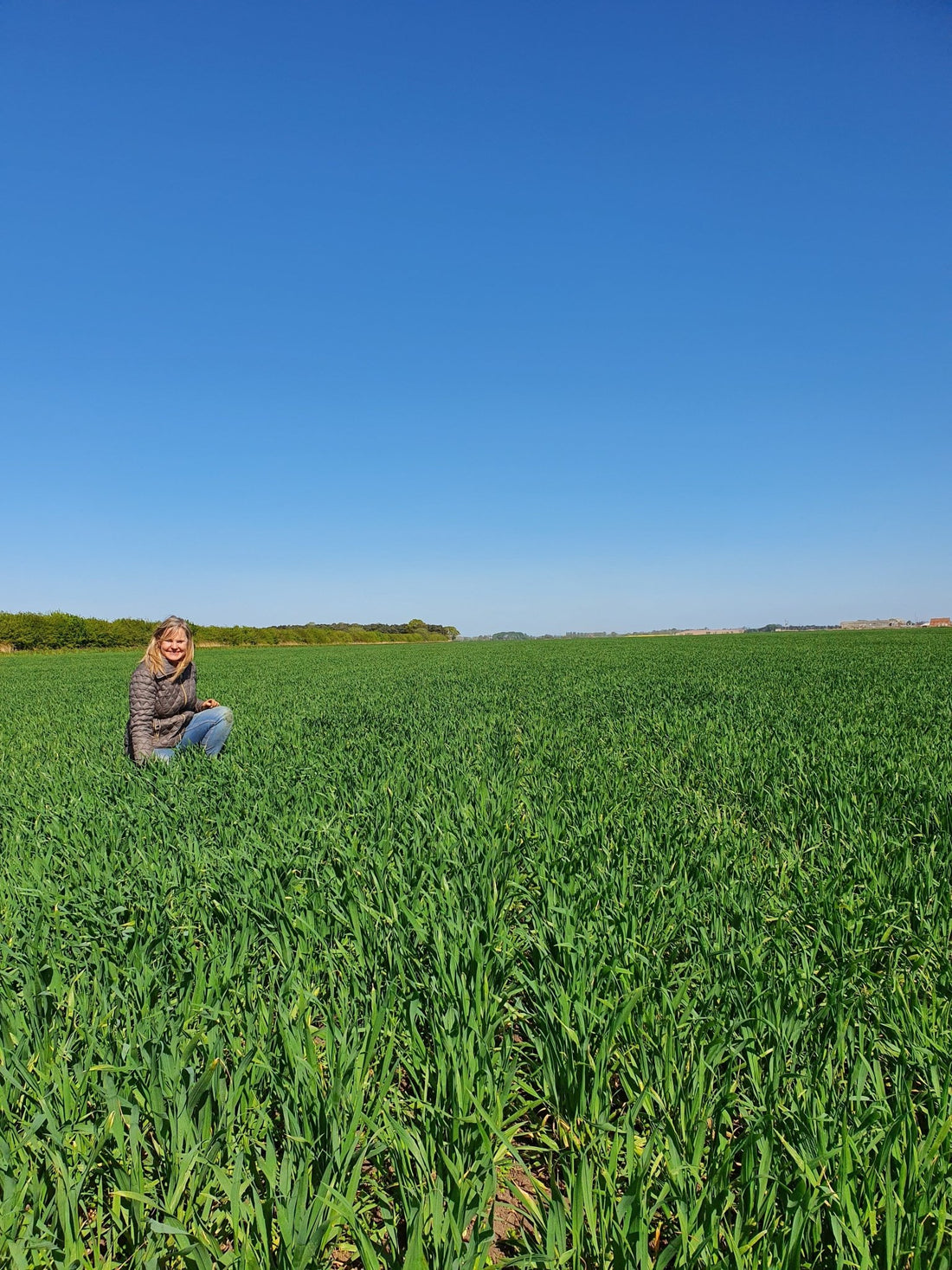 Wonderful Wheatgrass Juice - Britt's Superfoods